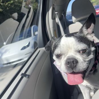 Dog Lodge - Panda is so excited and happy. She is freshly bathe. - Pet Sitting Near Me - La Habra, California Dog Lodge - Panda is so excited and happy. She is freshly bathe. - Pet Sitting Near Me - La Habra, California