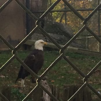 Baton Rouge Zoo - The stately eagle - Zoos Near Me - Baton Rouge, Louisiana