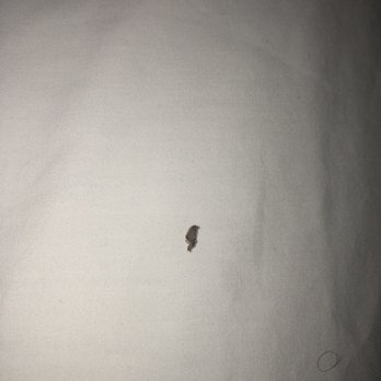Hampton Inn Houston-Pearland - Confirmed BED BUG - Hotels Near Me - Pearland, Texas Hampton Inn Houston-Pearland - Confirmed BED BUG - Hotels Near Me - Pearland, Texas