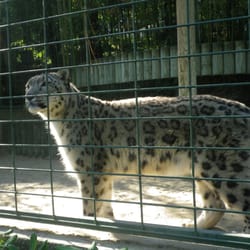 Zoo la Palmyre - Sublime panthère des neiges