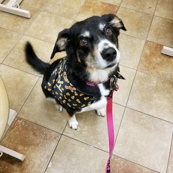 PetSmart - Pet Training Near Me - Merrillville, Indiana