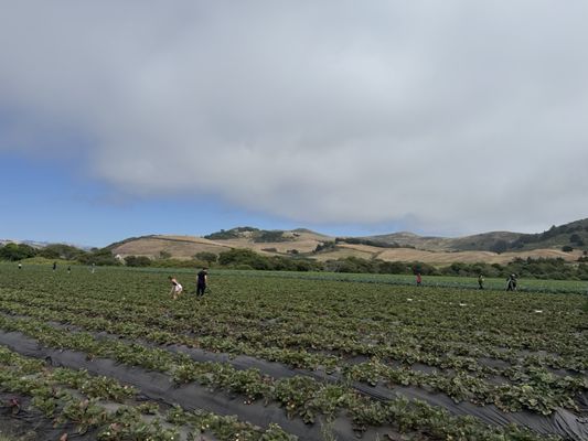Blue House Farm Strawberry U-Pick and Farmstand by null