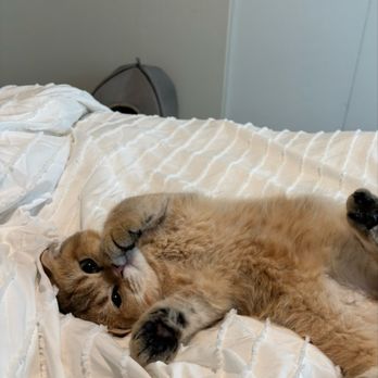 Lulu's Kittens Scottish Folds - George - Pet Breeders Near Me - Brisbane, California