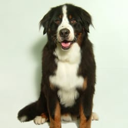 A Spot for Spot Dog Grooming - Bernese in a Bath, Brush and Tidy.