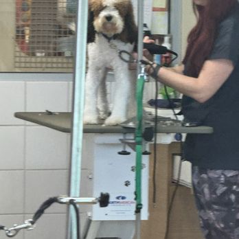Petco - The butchering.... Why do this???? If you are not familiar with the breed, don't shave every dig to look like a poodle, this is ridiculous - Pet Stores Near Me - Beachwood, Ohio