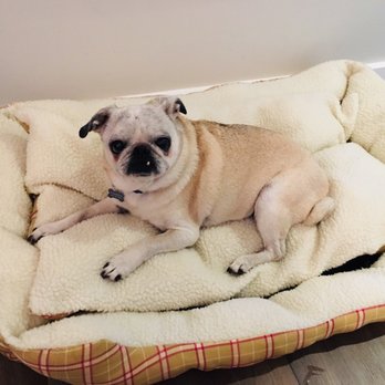 Olea Hotel - Maddie loves the bed that they provided for her! - Hotels Near Me - Glen Ellen, California