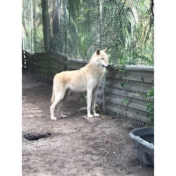 Shy Wolf Sanctuary Education & Experience Center - Jasper! - Animal Shelters Near Me Shy Wolf Sanctuary Education & Experience Center - Jasper! - Animal Shelters Near Me