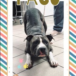 pumpkin puree petsmart