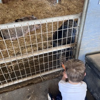 American Made Farm Sanctuary - Petting Zoos Near Me - Petaluma, California American Made Farm Sanctuary - Petting Zoos Near Me - Petaluma, California