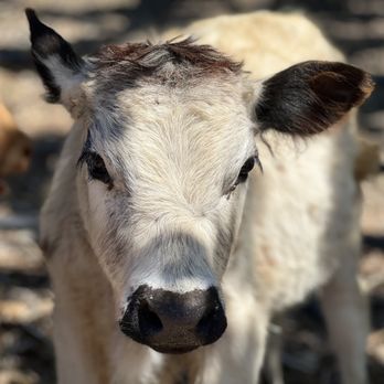 Fermata Farm and Cafe - Highland cow - Coffee & Tea Near Me - Thousand Oaks, California