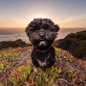 Paws and Play Studio - My 1-1/2 year old pup, @olive.you.sf, who is easily distracted, listened to Andrea at every step! - Pet Photography Near Me