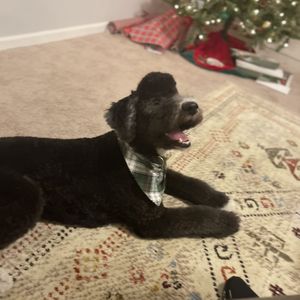 Circle City Pet Care on Yelp