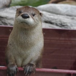 CuriOdyssey - Have lunch with an otter Tuesdays through Sundays at noon at CuriOdyssey!