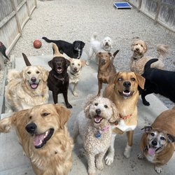 Pawfessional Club K9 - Milo with his new pack!