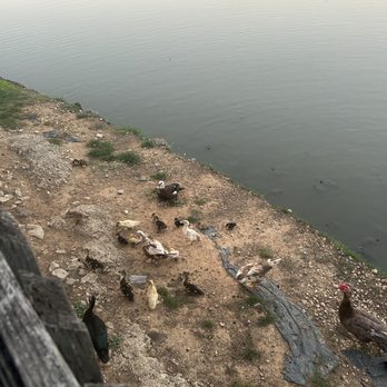 Top O the River - Ducks out back - Seafood Near Me - Gadsden, Alabama