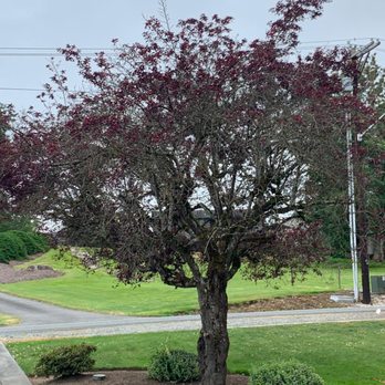 Goiás Landscaping & Maintenance - a tree with red leaves - Landscaping Near Me Goiás Landscaping & Maintenance - a tree with red leaves - Landscaping Near Me