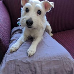 This is my dog after being groomed at It's a dog's life in Sharon. This is my dog after being groomed at It's a dog's life in Sharon.