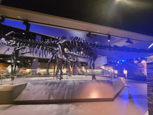 Lee Kong Chian Natural History Museum, Singapore by null