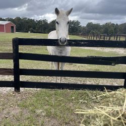Kindred Spirits Sanctuary