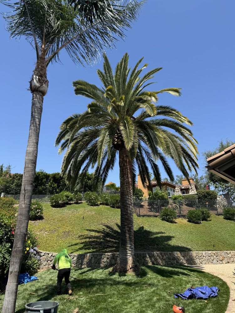 ArborCare Tree Care - tree service in Escondido, CA