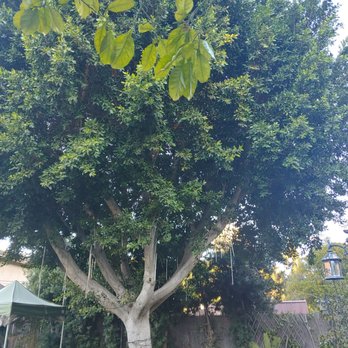 Flawless Tree Care - Before huge ficus - Tree Services Near Me