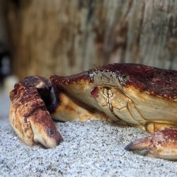 Doug Siden Visitor Center at Crab Cove and Aquarium - Crabs in the tanks