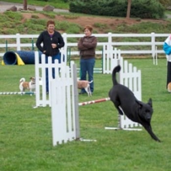 Dog Quest - Octavia jumping with the class watching. - Pet Training Near Me - Escondido, California Dog Quest - Octavia jumping with the class watching. - Pet Training Near Me - Escondido, California