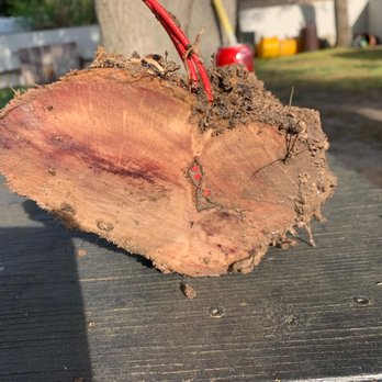 Sprinkler Systems - Electrical issues were caused by tree roots! - Irrigation Near Me - McAllen, Texas Sprinkler Systems - Electrical issues were caused by tree roots! - Irrigation Near Me - McAllen, Texas