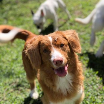 Dog Ranch Naples - Pet Training Near Me Dog Ranch Naples - Pet Training Near Me