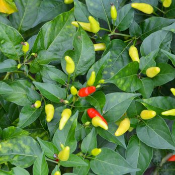 Lions Gate Farm - Bird's Eye Chilis growing at Lion's Gate Farms. - Coffee Roasteries Near Me - Honaunau, Hawaii Lions Gate Farm - Bird's Eye Chilis growing at Lion's Gate Farms. - Coffee Roasteries Near Me - Honaunau, Hawaii