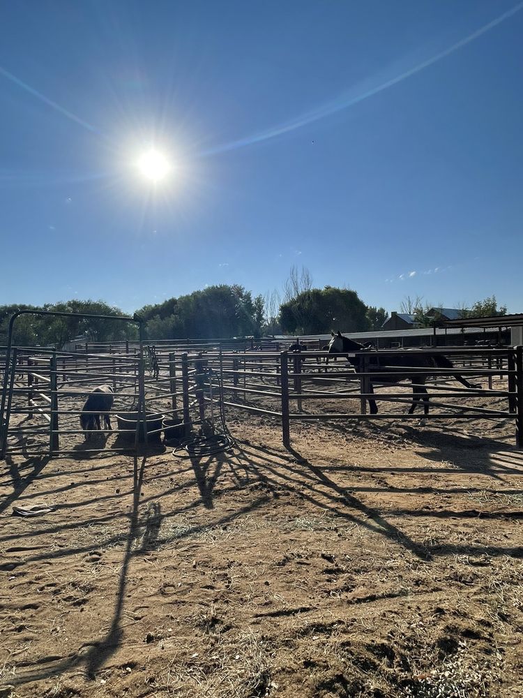 Platinum Performance Horses - equestrian in Albuquerque, NM