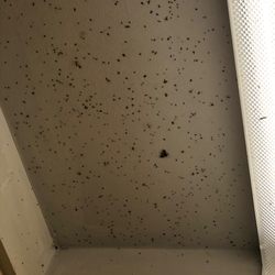 Woodland Park Campground - Dead Flies and moths half painted over with a bout 1000 live spiders inside these showers. Whoever runs this place should be fired.