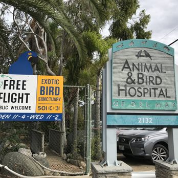 Free Flight - attached to a vet! - Animal Shelters Near Me - Del Mar, California Free Flight - attached to a vet! - Animal Shelters Near Me - Del Mar, California