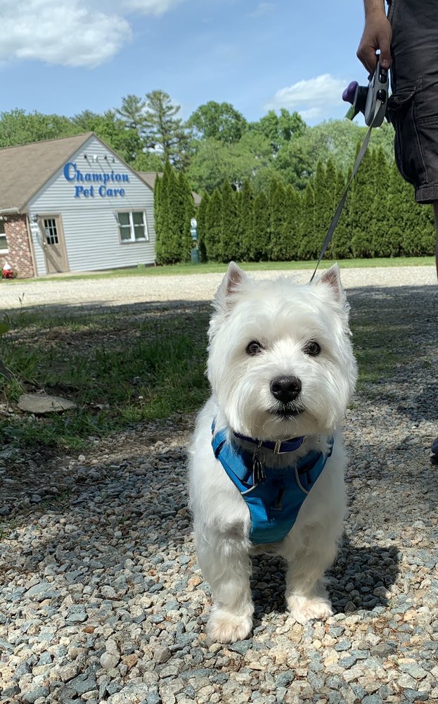CHAMPION PET CARE Updated August 2024 684 Judson St, Raynham, Massachusetts Pet Sitting