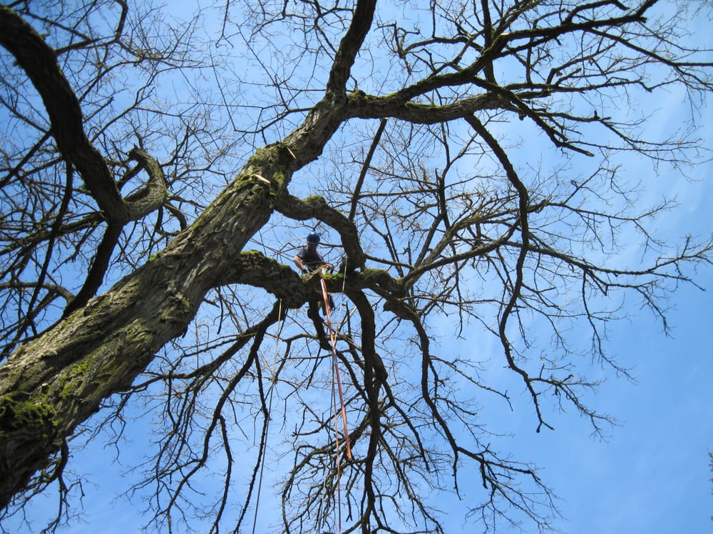 Urban Arborist - tree service in Seattle, WA