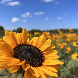 Wickham Farms - Sunflower field.
