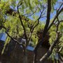 Photo of Clements Tree Service