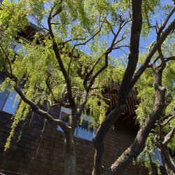 Clements Tree Service