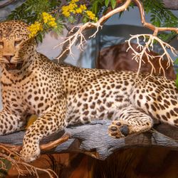 Card/Riley Conservation & Wildlife Education Center in Big Rapids gift card