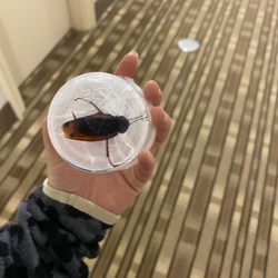 Quality Inn & Suites - Cockroach