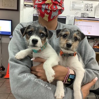 Austin Vet Care At Central Park 55 Photos 322 Reviews Veterinarians 4106 N Lamar Blvd Austin Tx Phone Number