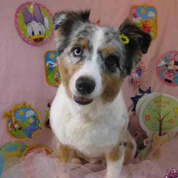 Wan Wan Paradise - Sydney's puppy cut from Wan Wan Paradise! - Pet Groomers Near Me - Honolulu, Hawaii