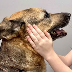Magnolia Animal Clinic