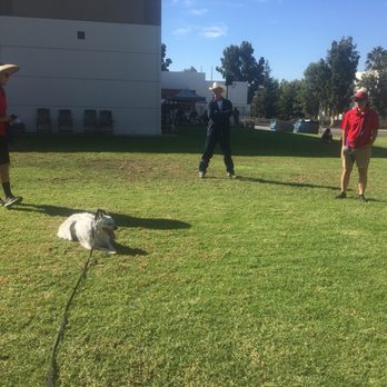 Falco Dog Training Orange County - Pet Training Near Me - Anaheim , California