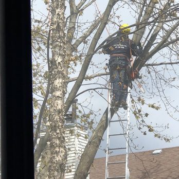 Tree Concepts - Tree Services Near Me