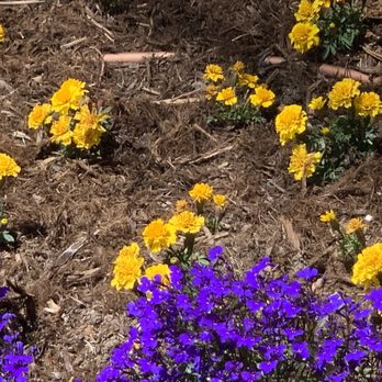 Courtyard by Marriott Santa Barbara Goleta - Landscape with Los Angeles Laker colors at front entrance. - Hotels Near Me - Goleta, California Courtyard by Marriott Santa Barbara Goleta - Landscape with Los Angeles Laker colors at front entrance. - Hotels Near Me - Goleta, California
