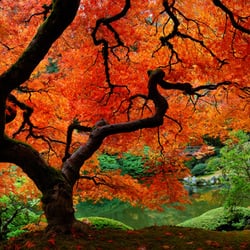 Mesman Images - Japanese Maple in Autumn