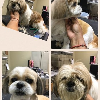 Happy Paws & Wagging Tails - Pet Groomers Near Me Happy Paws & Wagging Tails - Pet Groomers Near Me