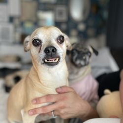 Auburn South Veterinary Hospital - Multiple surgeries here and my baby boy is always healthy!