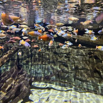 Vancouver Aquarium - Aquariums Near Me - Vancouver, British Columbia